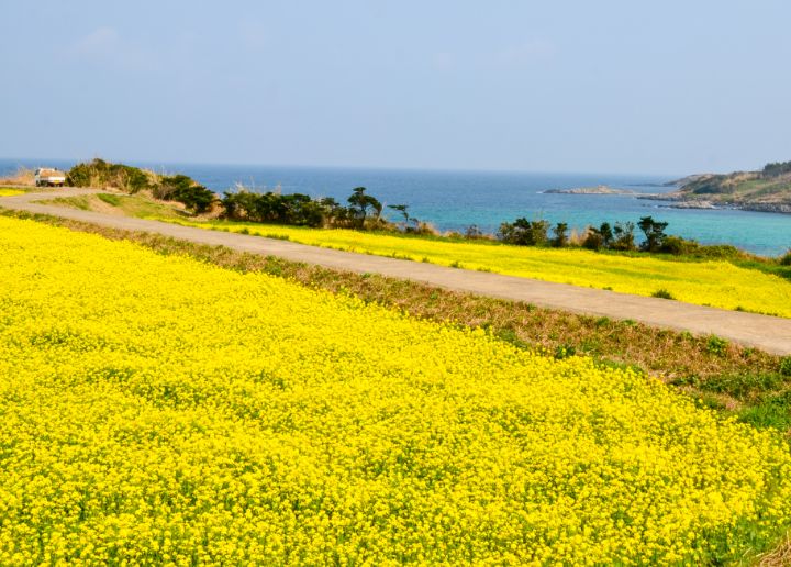 魚津ヶ崎 菜の花まつり