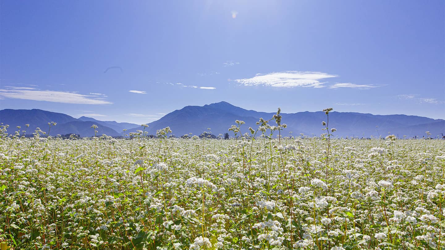 そばの花咲く福井へ行こう！