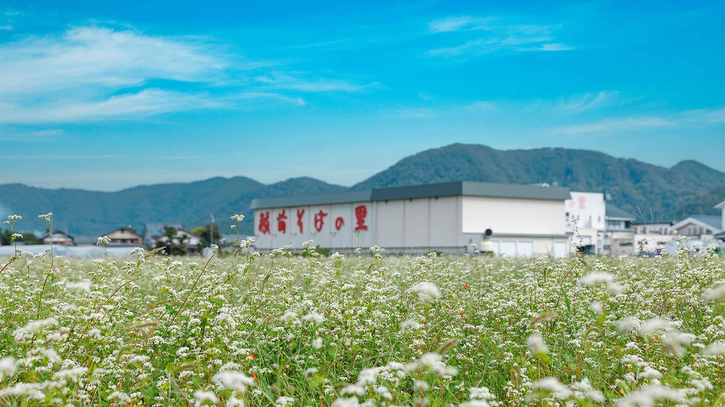 そばの花咲く福井へ行こう！