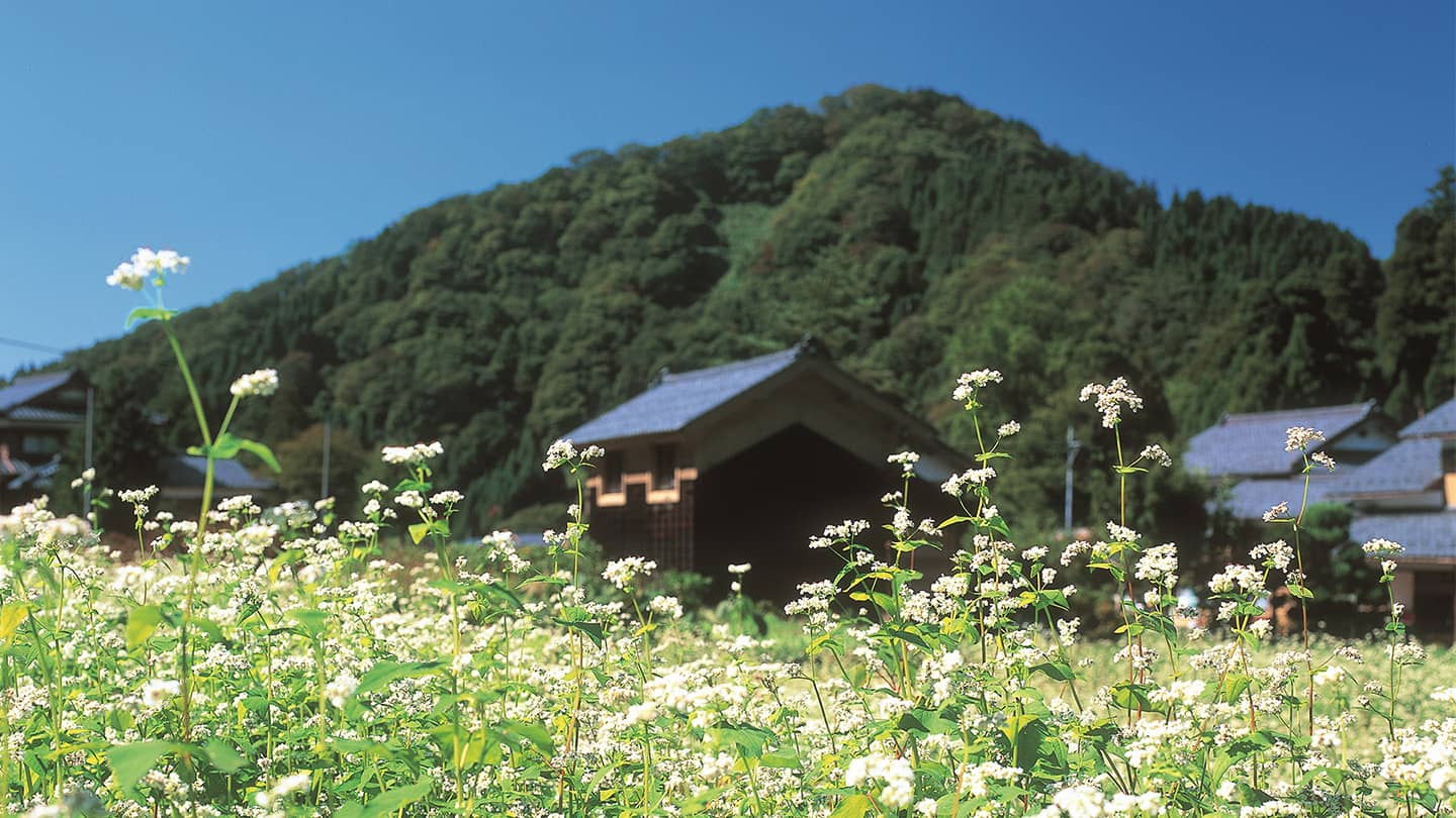 そばの花咲く福井へ行こう！