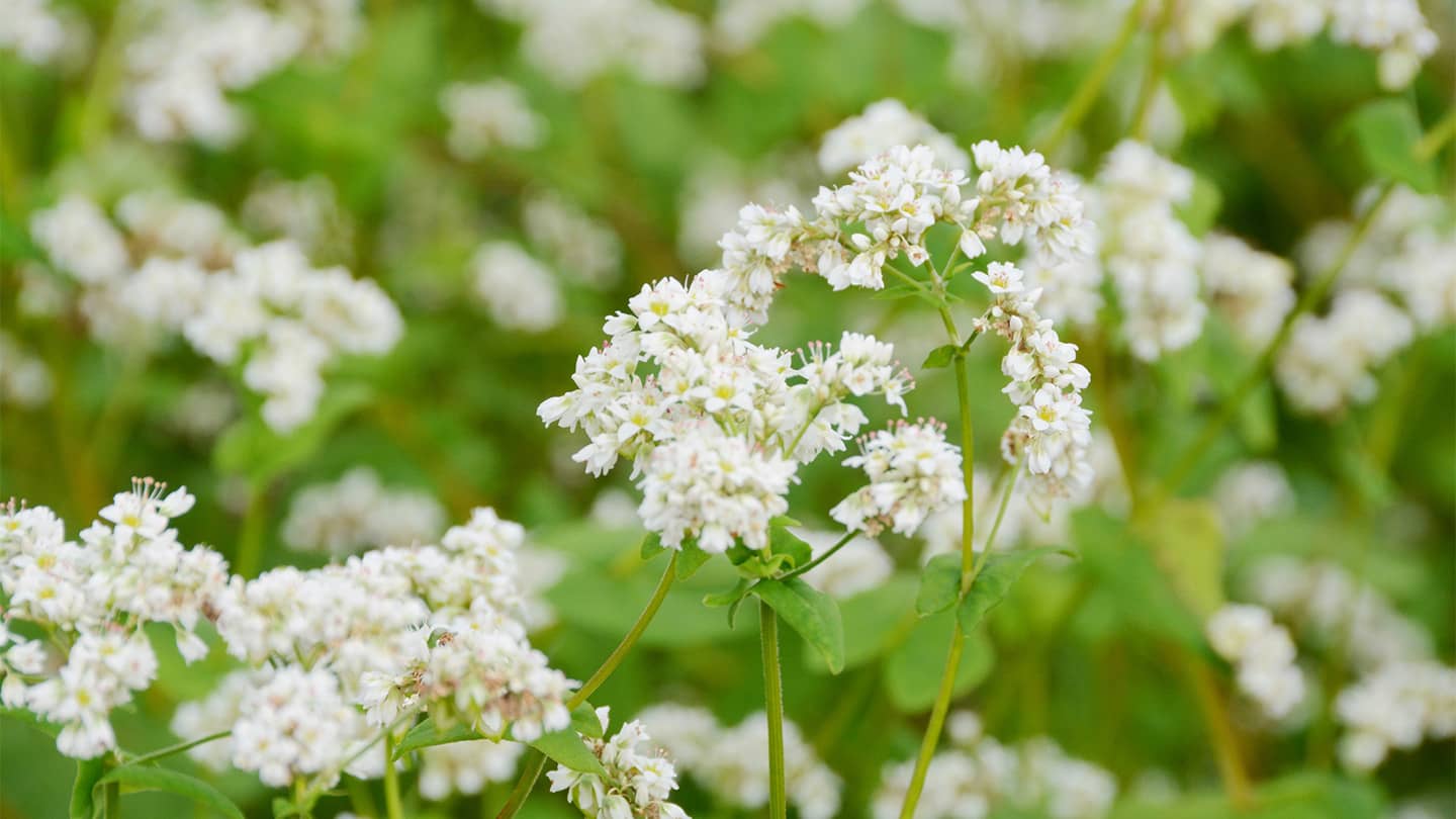 そばの花咲く福井へ行こう！