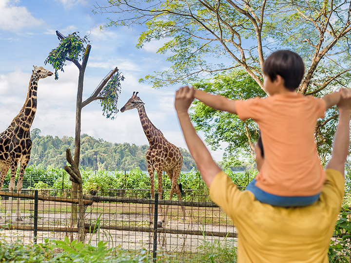 シンガポール動物園イメージ画像